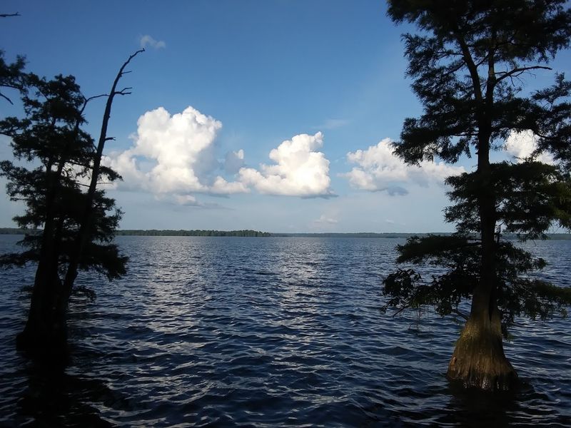 Kayak or boat through Reelfoot Lake's flooded cypress forest