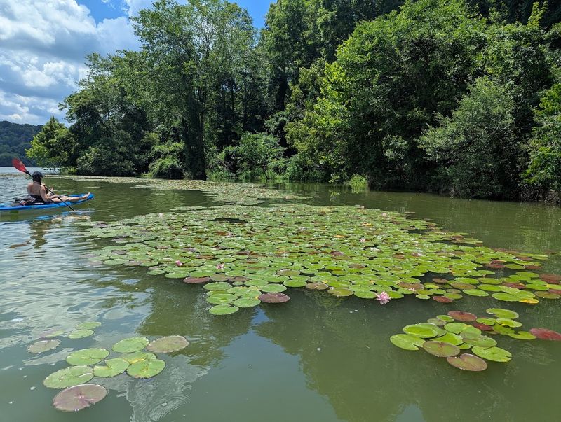Kayaking, boating, and fishing feel especially relaxing here Kayaking, boating, and fishing feel especially relaxing here
