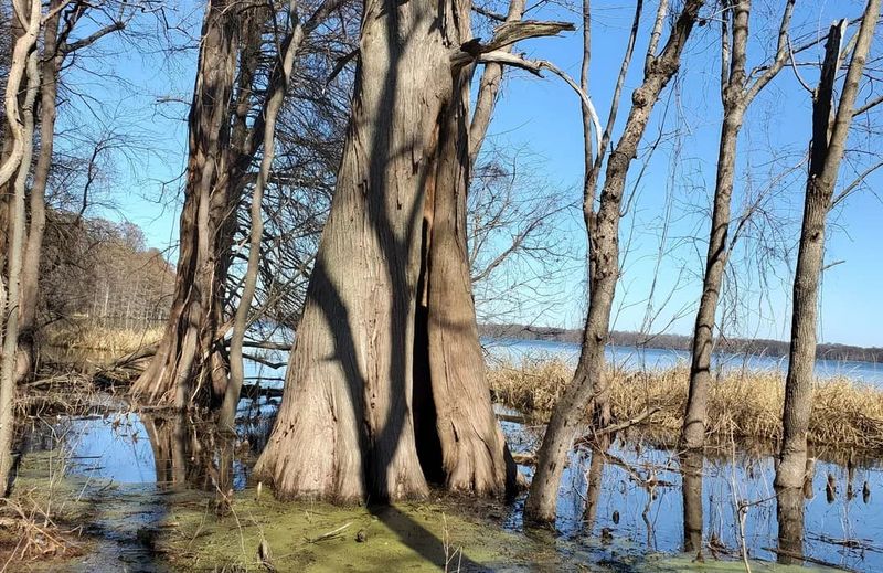 Keystone Trail — Reelfoot Lake State Park