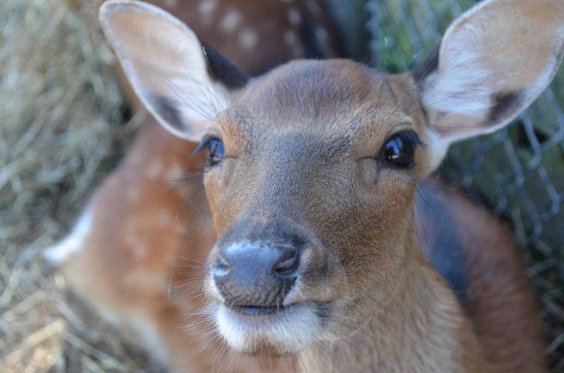 Lagoon Deer Park, Sandusky
