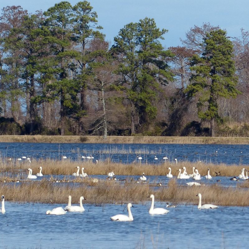 Lake Mattamuskeet (Swan Quarter)