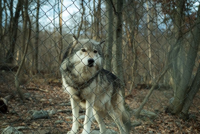 Lakota Wolf Preserve - Columbia Lakota Wolf Preserve - Columbia