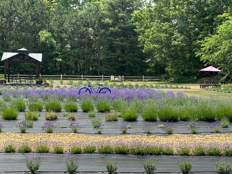 Lavender Bliss Flower Farm Lavender Bliss Flower Farm