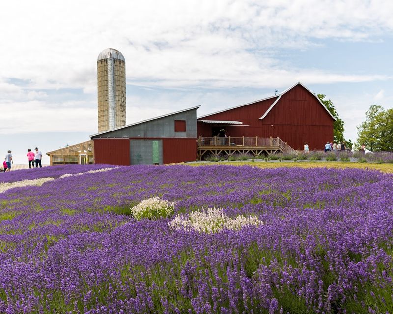 Lavender Hill Farm — Boyne City Lavender Hill Farm — Boyne City