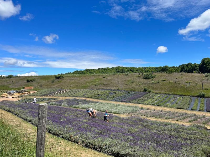 Lavender Hill Farm Lavender Hill Farm