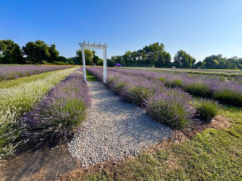Lavender Lane Farm & Wellness Shop Lavender Lane Farm & Wellness Shop