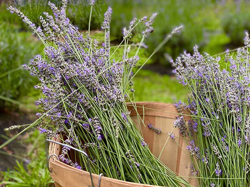 Lavender Lemonade and Memorable Farm Events Lavender Lemonade and Memorable Farm Events