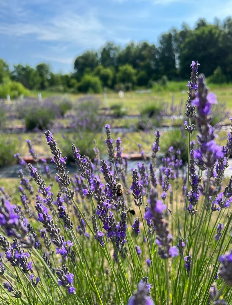 Lavender Trails, Orrville Lavender Trails, Orrville