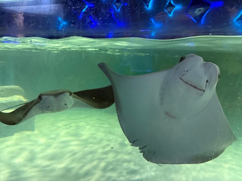 LegaSea Aquarium & The Reptarium — Utica