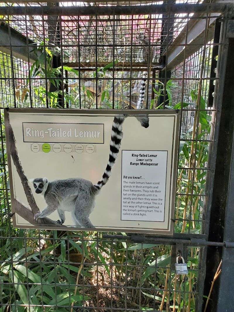 Lemur Walk-Through Habitat