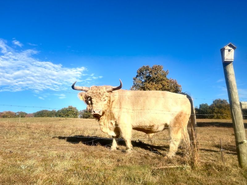 Little Tail Farms — Dunlap Little Tail Farms — Dunlap
