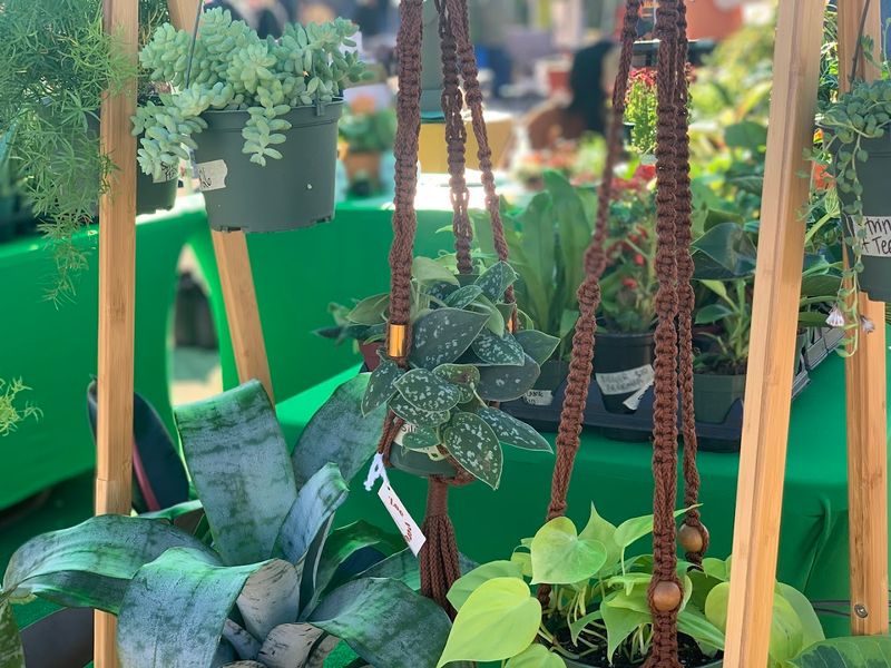 Live Plants and Garden Supplies