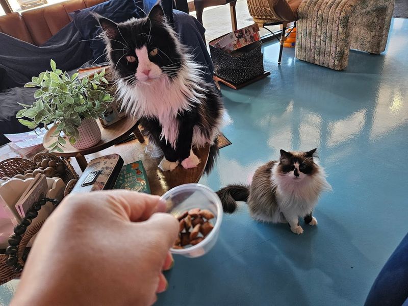 Lone Star Pawz CATfé (Pearland) Lone Star Pawz CATfé (Pearland)