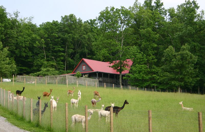 Long Hollow Suri Alpacas — Gallatin