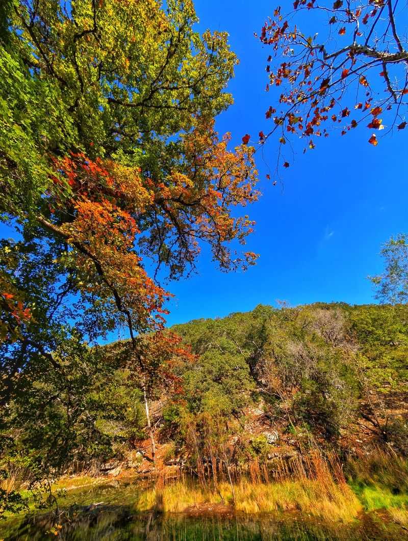 Lost Maples State Natural Area