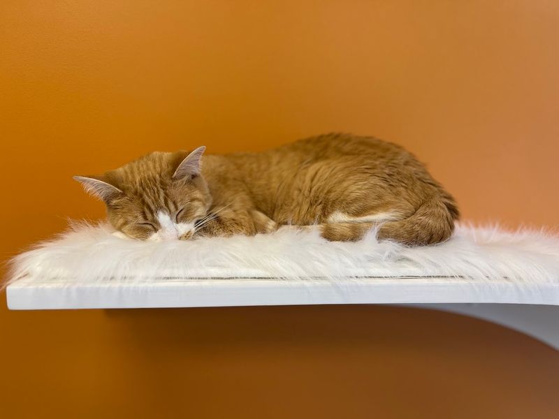 Smitten Kitten Cat Cafe and Coffee Shop (Fishers)