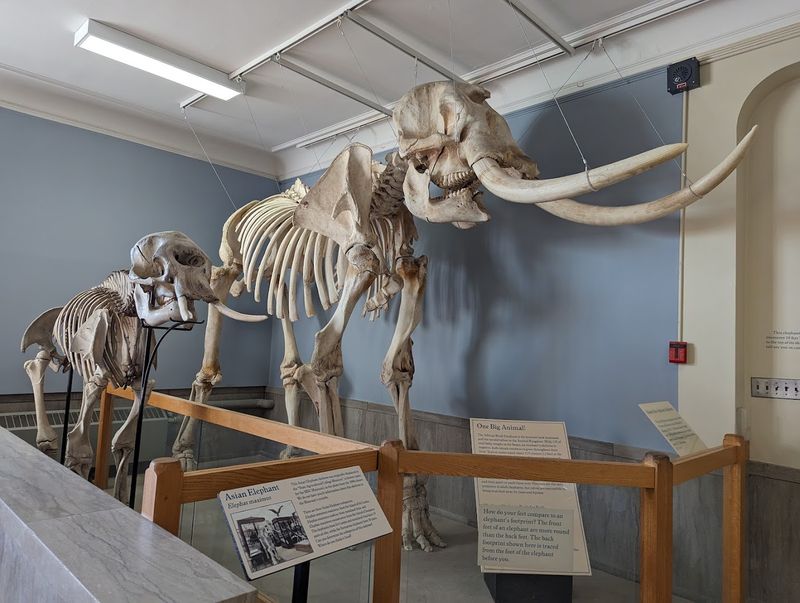 MSU Museum, East Lansing MSU Museum, East Lansing