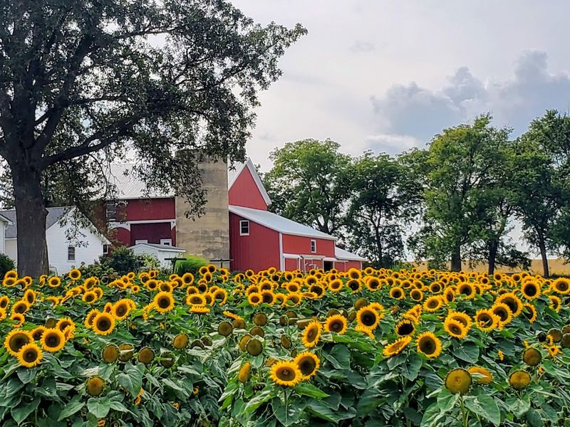 Honey Hill Orchard (Waterman)