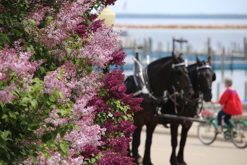 Mackinac Island Lilac Festival Mackinac Island Lilac Festival
