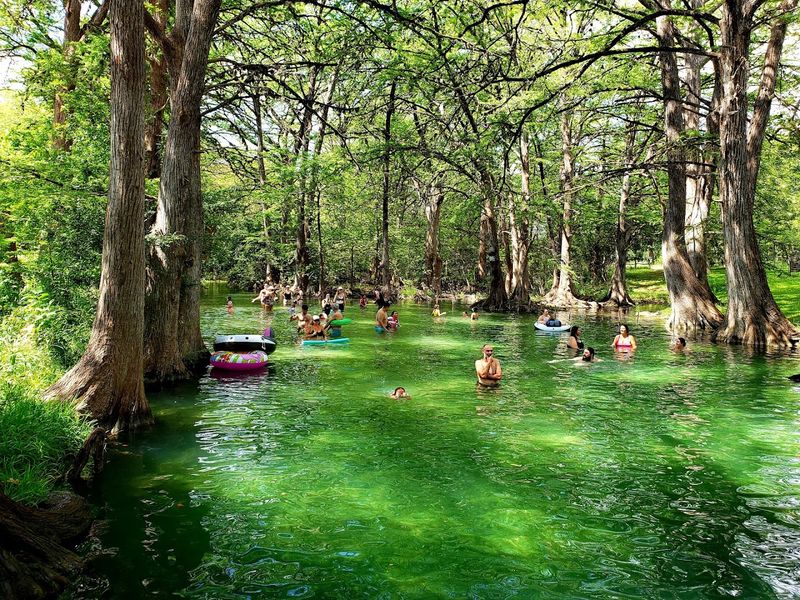 Magnificent Cypress Trees Creating Natural Shade Canopies