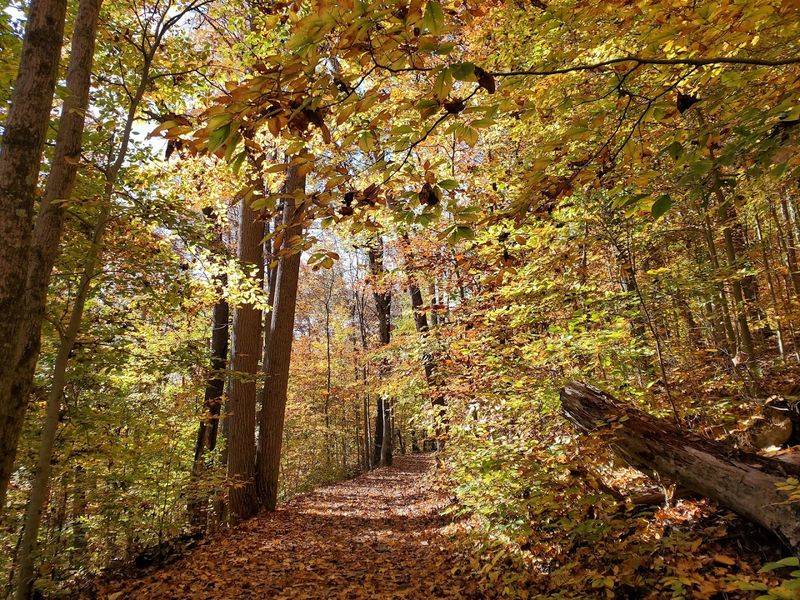 Main Loop Trail - Hacklebarney State Park