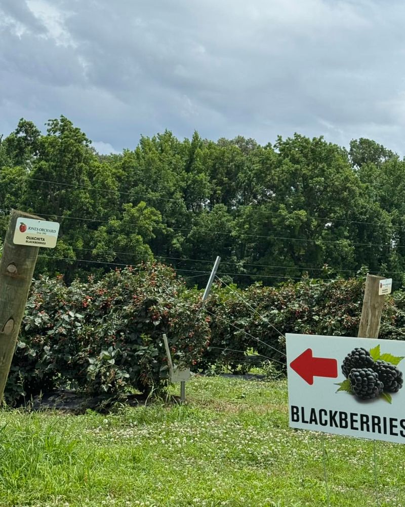 Make Jones Orchard Your Next Sunny-Day Stop