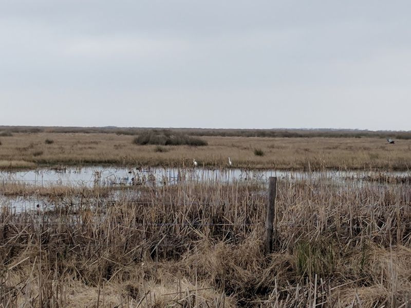 Marshlands Teem With Coastal Wildlife Marshlands Teem With Coastal Wildlife