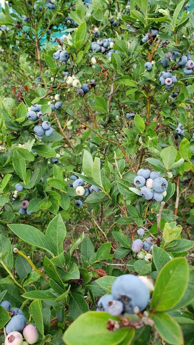 Martin Blueberries, Columbia Station Martin Blueberries, Columbia Station