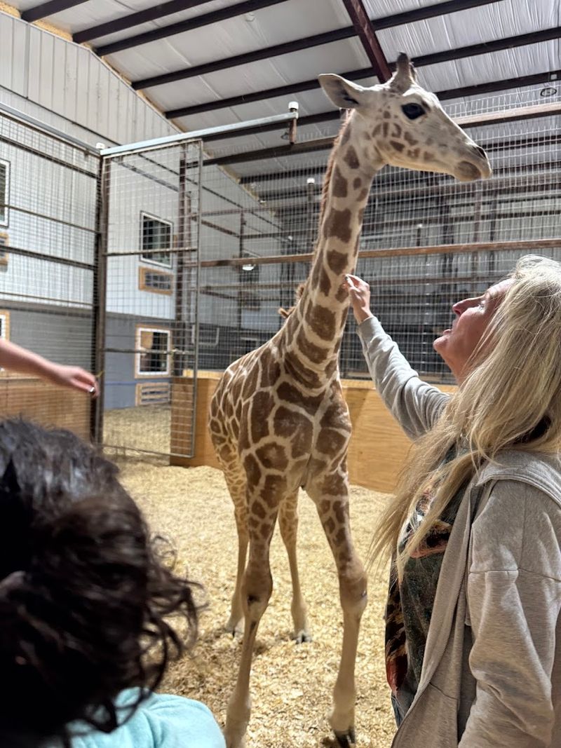Meet Baby Animals and Gentle Giants Up Close Meet Baby Animals and Gentle Giants Up Close