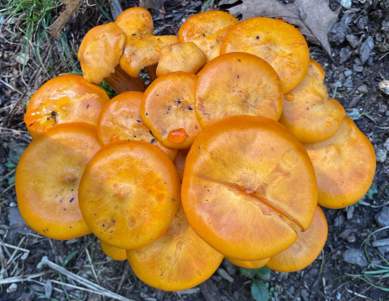 Meet Pennsylvania's Jack-o-Lantern Mushroom Meet Pennsylvania's Jack-o-Lantern Mushroom
