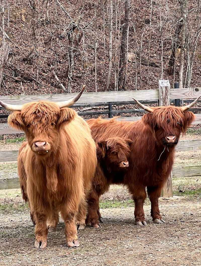 Meet the Fluffy Highland Cows That Steal the Show