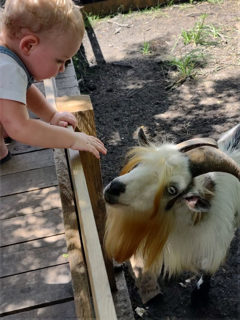 Meet the Unexpected Residents—Goats, Deer, and More Meet the Unexpected Residents—Goats, Deer, and More