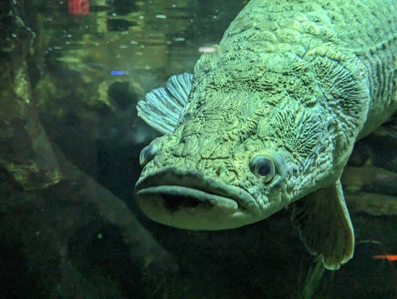 Memphis Zoo Aquarium — Memphis Memphis Zoo Aquarium — Memphis