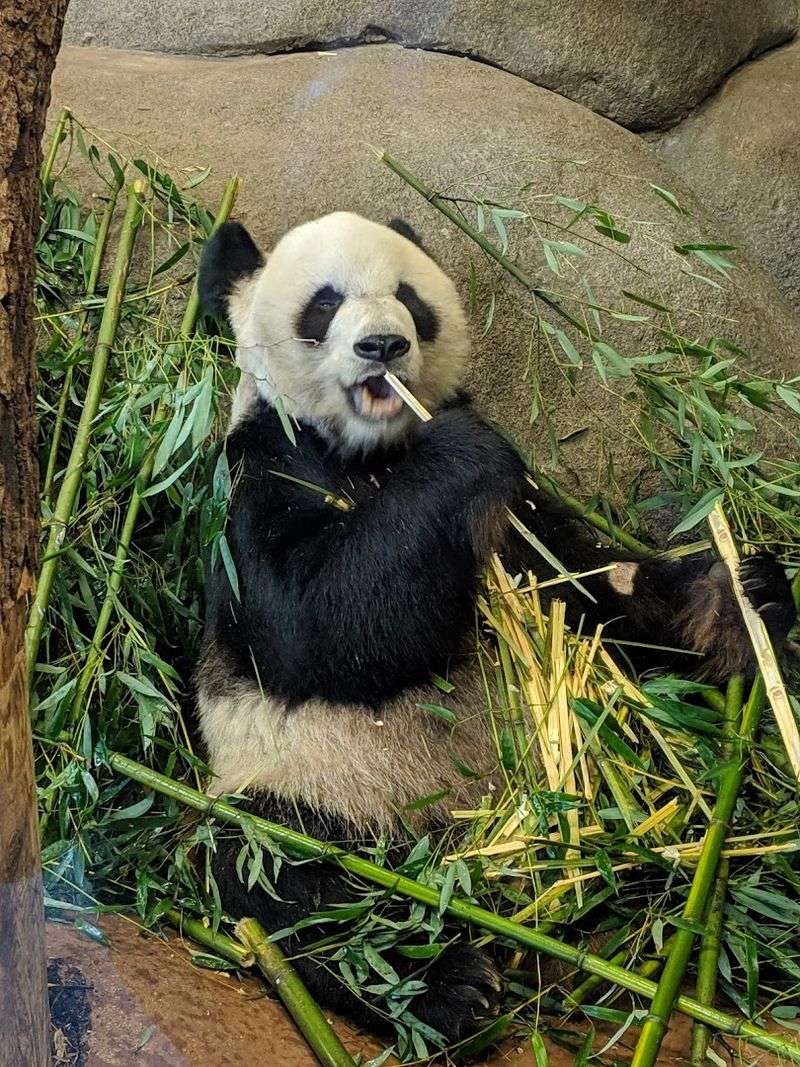 Memphis Zoo — Memphis