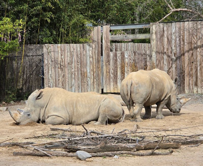 Memphis Zoo — Memphis Memphis Zoo — Memphis
