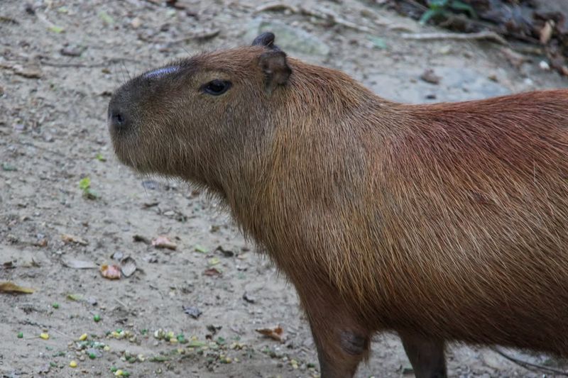 Memphis Zoo — Memphis