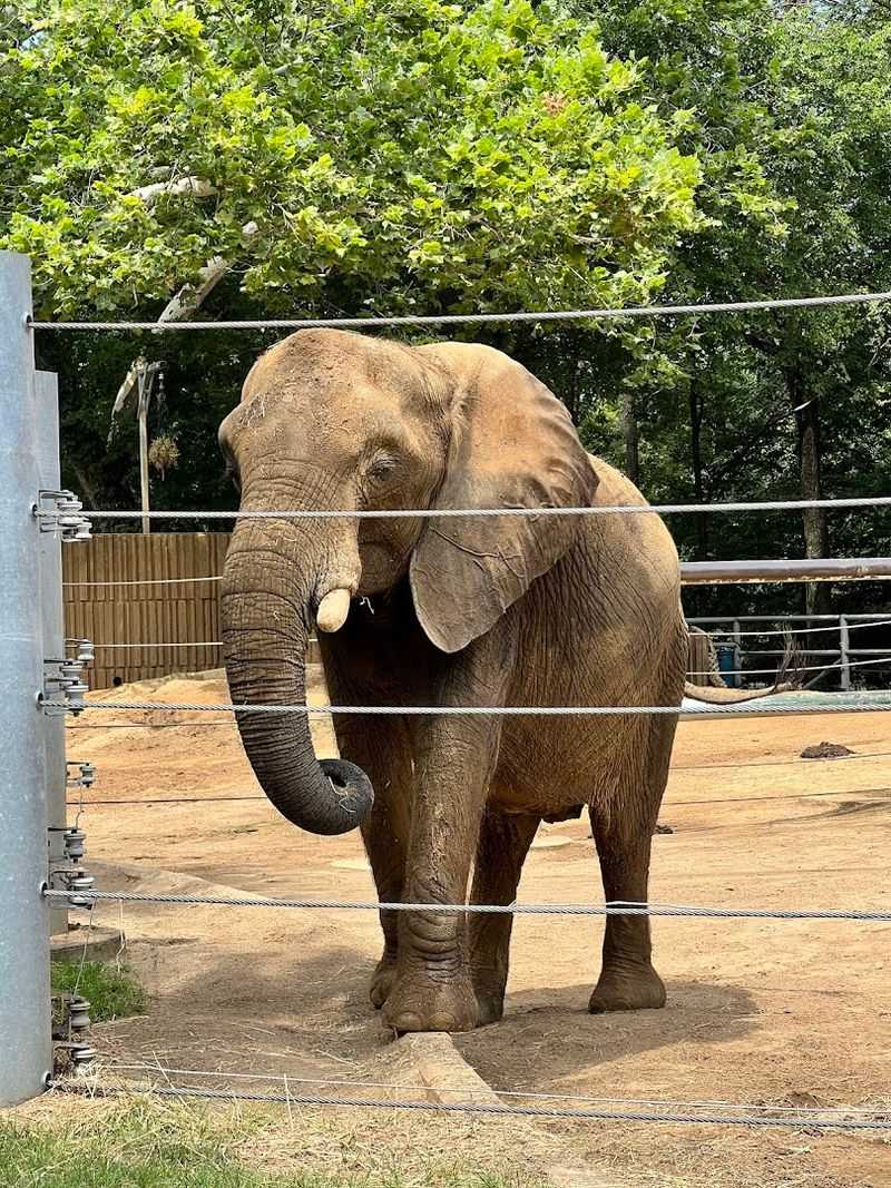 Memphis Zoo — Memphis Memphis Zoo — Memphis