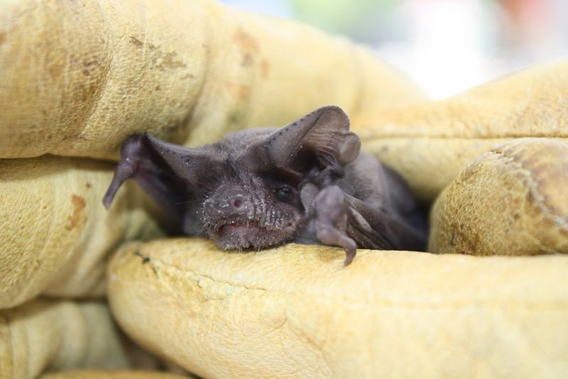 Mexican Free-Tailed Bat Mexican Free-Tailed Bat