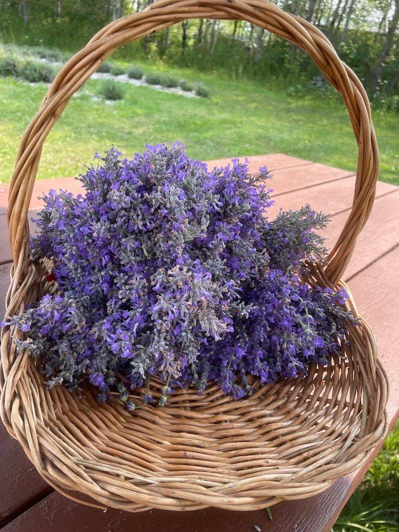 Mid-Michigan Lavender Mid-Michigan Lavender