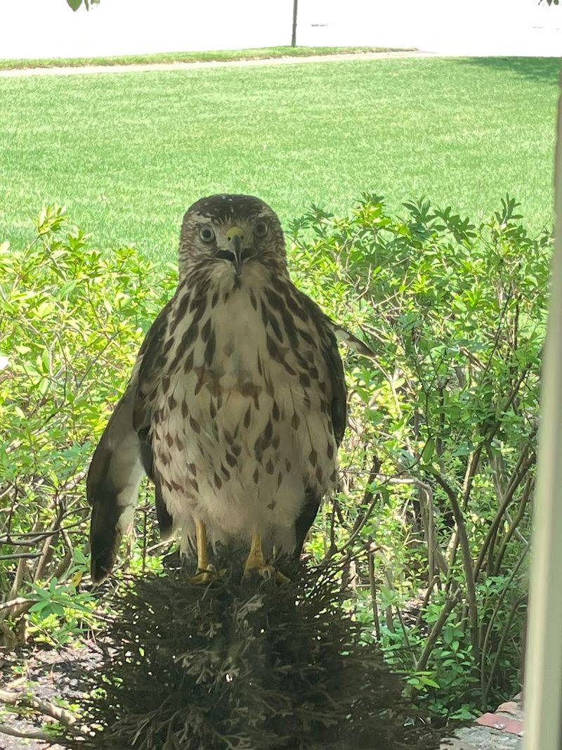 Mid-South Raptor Center — Memphis
