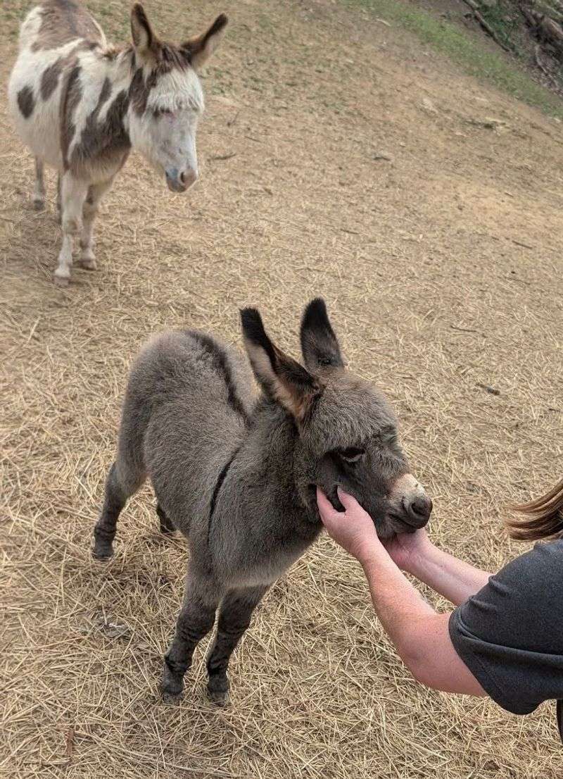 Mini Donkeys, Sweet Farm Animals, and Hands-On Ranch Fun