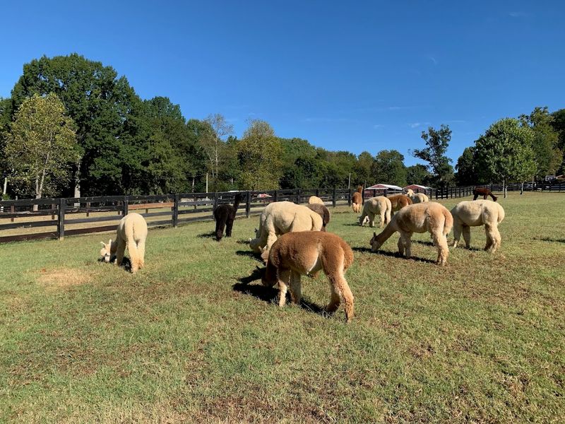 Mistletoe Farm — Franklin
