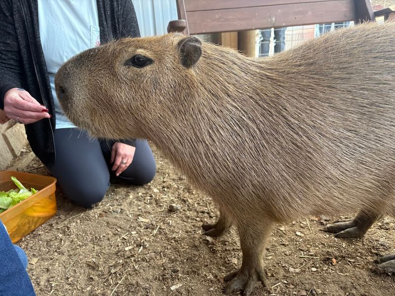 Mitchell's Petting Zoo & Exotics — Sweetwater