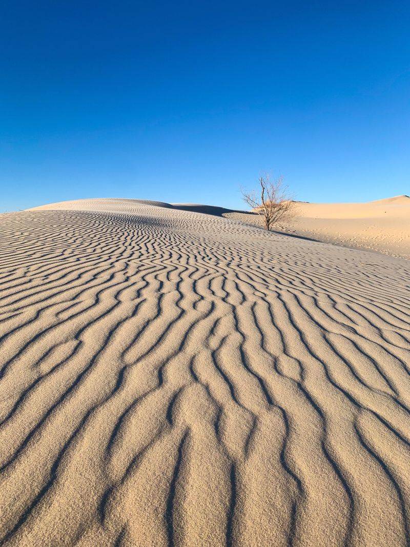 Monahans Sandhills State Park (Monahans)
