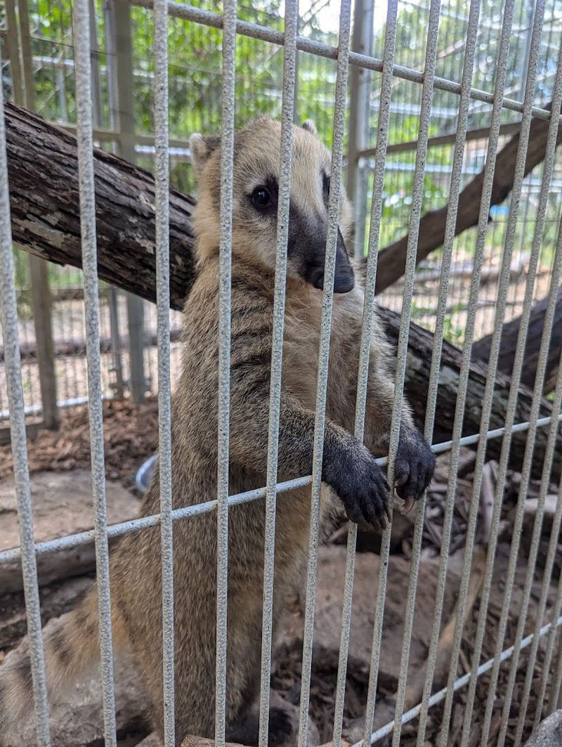 More than kangaroos: the animal variety surprises people
