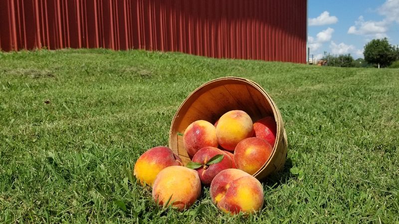 Morning Glory Orchard — Nolensville Morning Glory Orchard — Nolensville