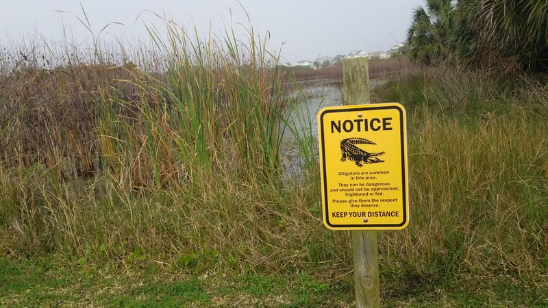 Mosquitoes Are Real (And So Are Snakes) Mosquitoes Are Real (And So Are Snakes)