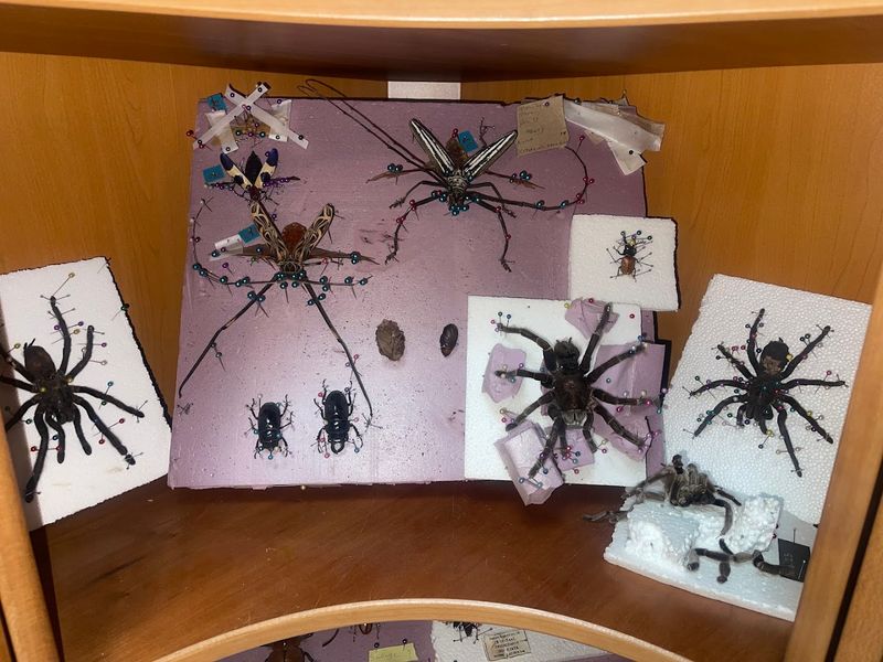 How to Visit The Insect Asylum in Illinois