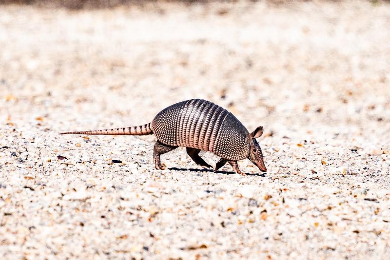 Nine-Banded Armadillo Nine-Banded Armadillo