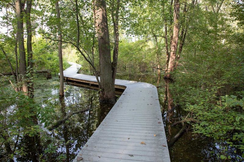 North Pond and Its Wild Side